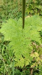 Selinum alatum