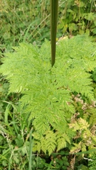Selinum alatum