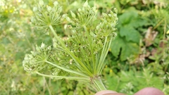 Selinum alatum