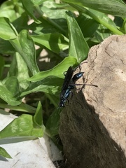 Chalybion californicum