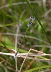 Lestes plagiatus