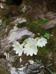 Primula buryana