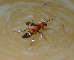 Psorthaspis legata