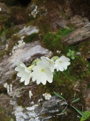 Primula buryana