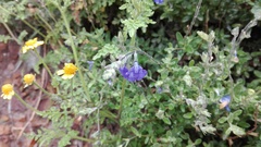 Salvia chamaedryoides