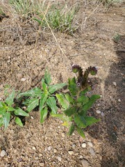Phacelia integrifolia