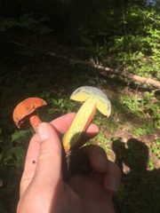 Boletus subluridellus