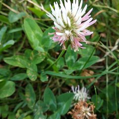 Trifolium ambiguum