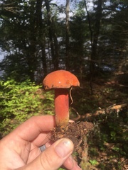 Boletus subluridellus