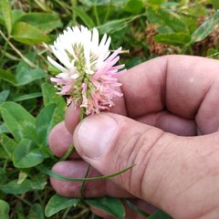Trifolium ambiguum