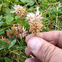 Trifolium ambiguum