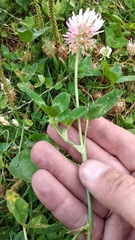 Trifolium ambiguum