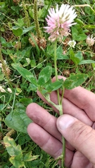 Trifolium ambiguum