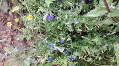 Salvia chamaedryoides