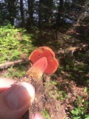 Boletus subluridellus