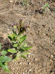 Phacelia integrifolia