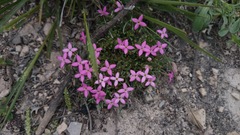 Houstonia rubra