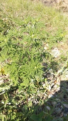 Ambrosia artemisiifolia