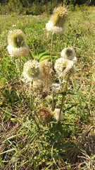 Dipsacus laciniatus