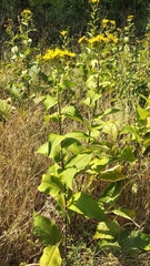 Inula helenium