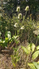 Dipsacus laciniatus