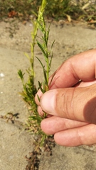 Erigeron canadensis