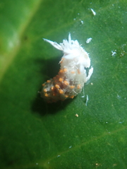 Eosalpingogaster