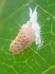 Eosalpingogaster