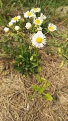 Erigeron