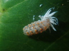 Eosalpingogaster