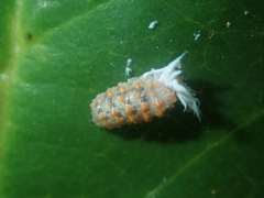 Eosalpingogaster
