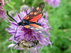 Zygaena angelicae