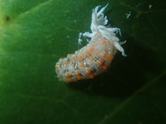 Eosalpingogaster