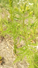 Ambrosia artemisiifolia