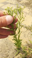 Erigeron canadensis