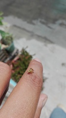 Zonosemata vittigera