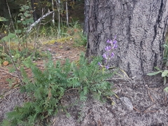 Oxytropis longirostra