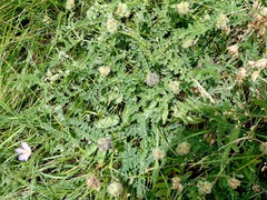 Astragalus cicer