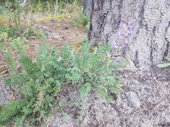 Oxytropis longirostra