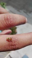 Zonosemata vittigera