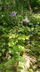 Cicerbita prenanthoides