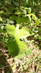 Cicerbita prenanthoides