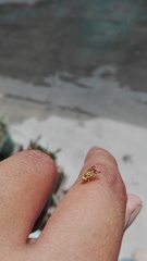 Zonosemata vittigera