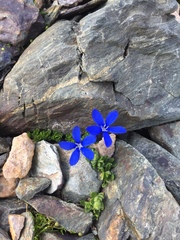 Gentiana bavarica