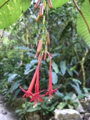Fuchsia boliviana