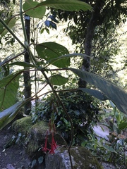 Fuchsia boliviana