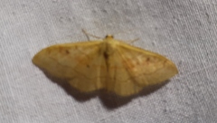 Idaea rubraria