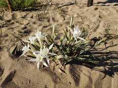 Pancratium