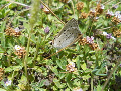 Tharsalea xanthoides