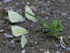Pieris rapae